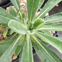 Onosma alborosea